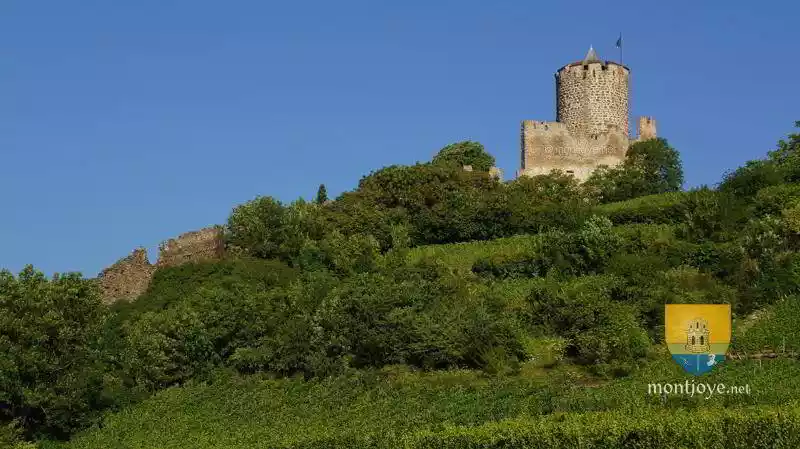 donjon kaysersberg vigne flan