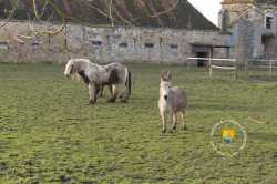 Ane Cheval Laboureur