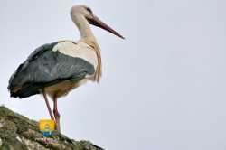 Cigogne Blanche Chellah